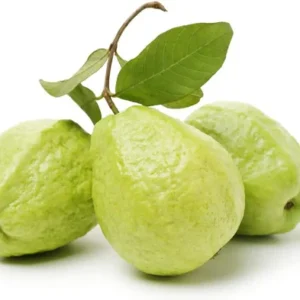 Jamfal -GUAVA