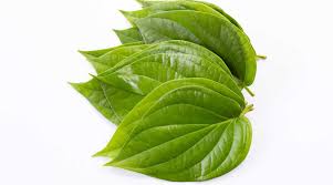 PAAN LEAFS